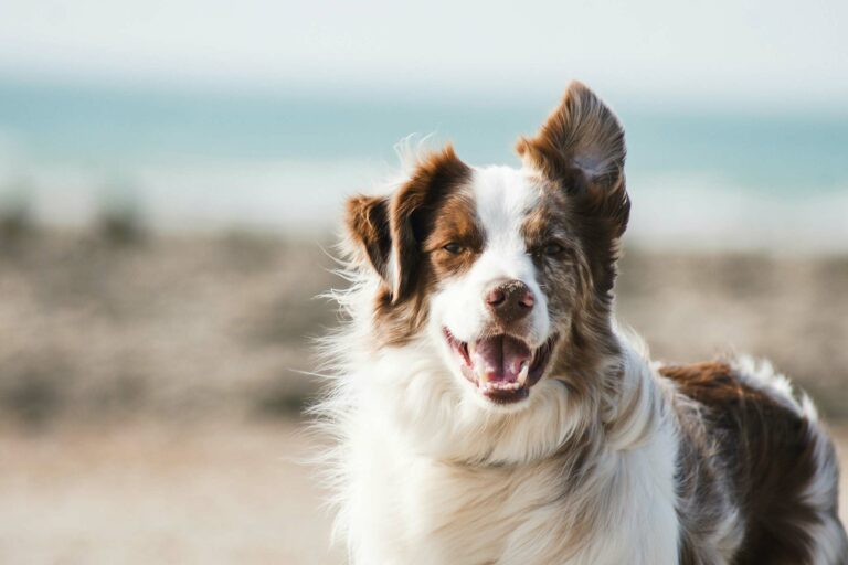 Bilder im Webdesign von barf-versand.ch für ein benutzerfreundliches Einkaufserlebnis mit hochwertigem Tierfutter für Hunde und Katzen.