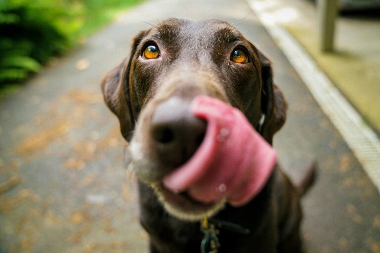 Bilder im Webdesign von barf-versand.ch für ein benutzerfreundliches Einkaufserlebnis mit hochwertigem Tierfutter für Hunde und Katzen.