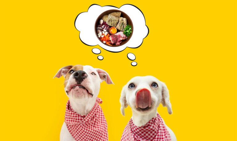 Bilder im Webdesign von barf-versand.ch für ein benutzerfreundliches Einkaufserlebnis mit hochwertigem Tierfutter für Hunde und Katzen.