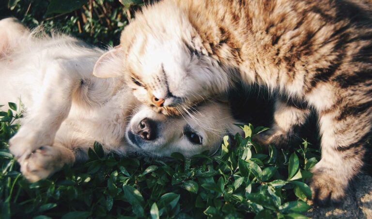 Bilder im Webdesign von barf-versand.ch für ein benutzerfreundliches Einkaufserlebnis mit hochwertigem Tierfutter für Hunde und Katzen.
