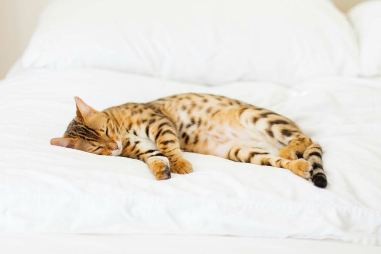 Bilder im Webdesign von barf-versand.ch für ein benutzerfreundliches Einkaufserlebnis mit hochwertigem Tierfutter für Hunde und Katzen.