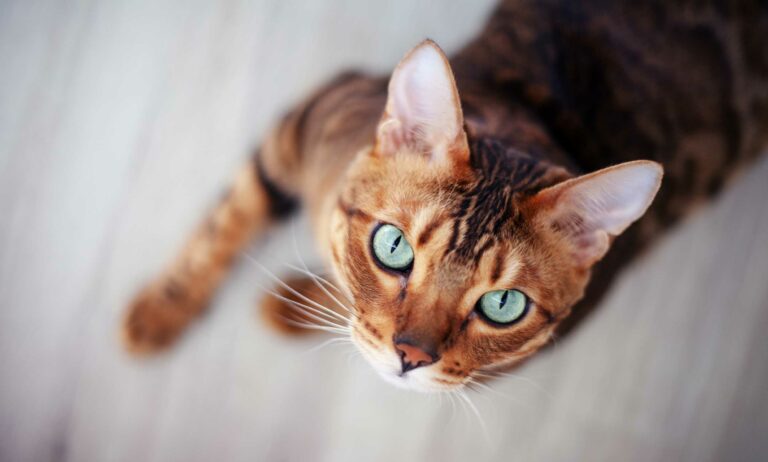 Bilder im Webdesign von barf-versand.ch für ein benutzerfreundliches Einkaufserlebnis mit hochwertigem Tierfutter für Hunde und Katzen.