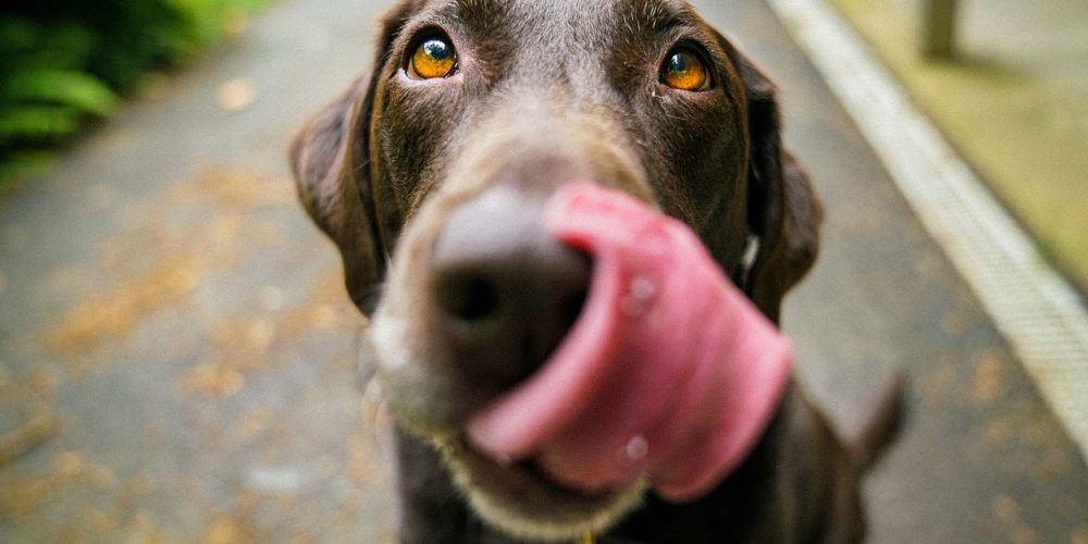 Bilder im Webdesign von barf-versand.ch für ein benutzerfreundliches Einkaufserlebnis mit hochwertigem Tierfutter für Hunde und Katzen.