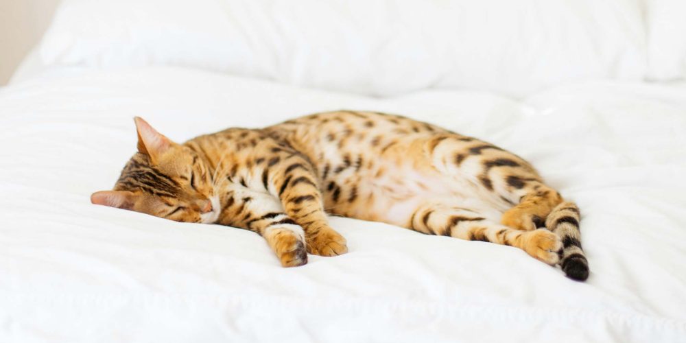 Bilder im Webdesign von barf-versand.ch für ein benutzerfreundliches Einkaufserlebnis mit hochwertigem Tierfutter für Hunde und Katzen.